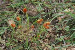 Allmania nodiflora